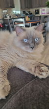 adoptable Cat in Battle Ground, WA named AB - Toulouse