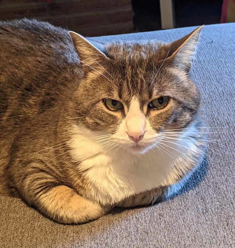 adoptable Cat in Battle Ground, WA named Dipper