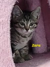 adoptable Cat in Battle Ground, WA named Zara