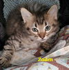 adoptable Cat in Battle Ground, WA named Zaden