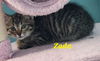 adoptable Cat in Battle Ground, WA named Zada