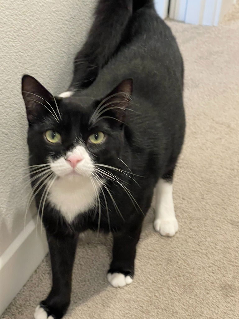 adoptable Cat in Battle Ground, WA named Kevin