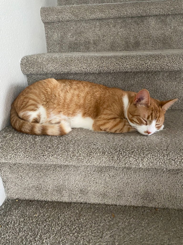 adoptable Cat in Battle Ground, WA named Butters