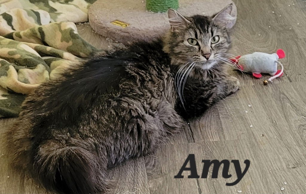 adoptable Cat in Battle Ground, WA named Amy