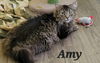 adoptable Cat in  named Amy