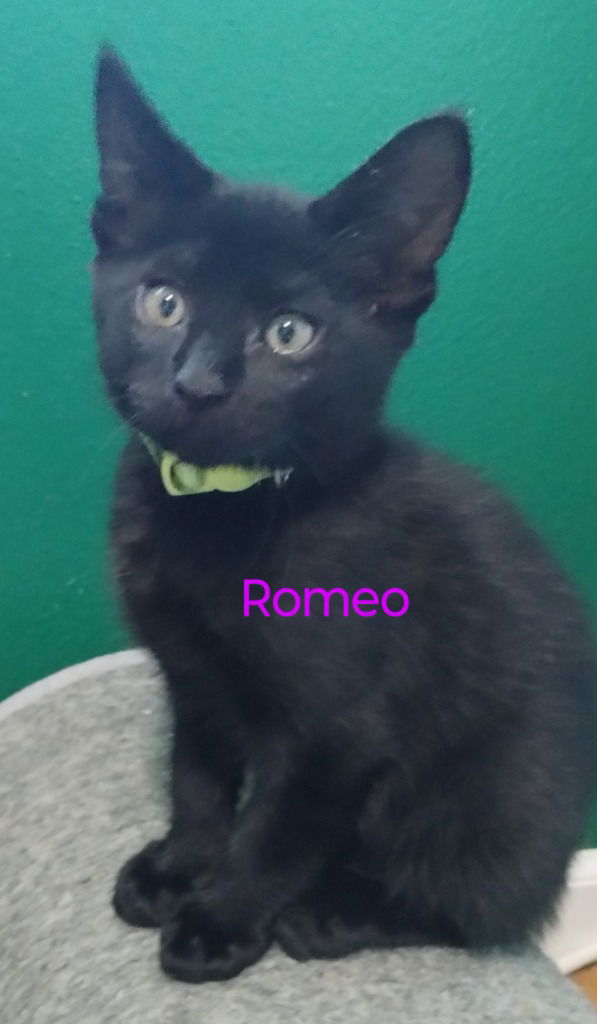 adoptable Cat in Battle Ground, WA named Romeo (Purple)