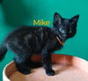 adoptable Cat in Battle Ground, WA named Mike (Orange)