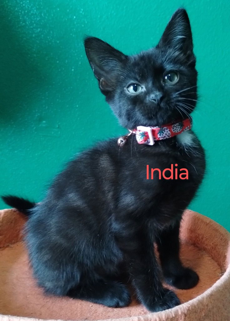 adoptable Cat in Battle Ground, WA named India (Red)