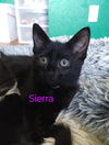 adoptable Cat in Battle Ground, WA named Sierra (Pink)