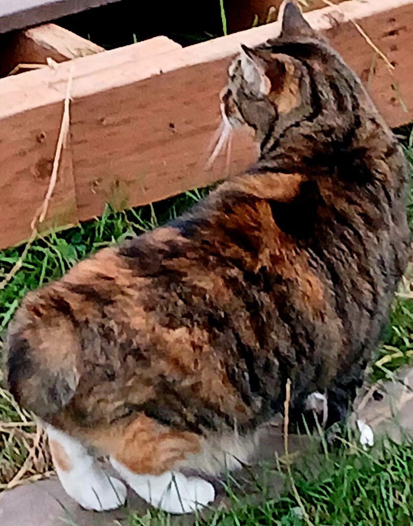 adoptable Cat in Battle Ground, WA named Foxy