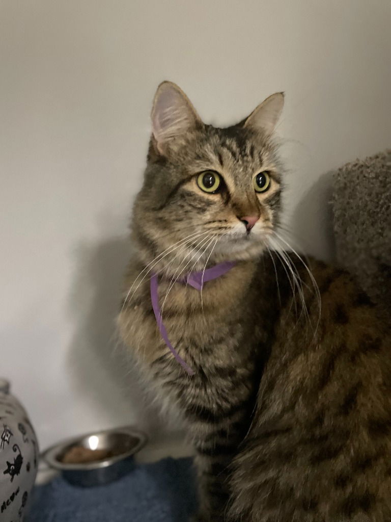 adoptable Cat in Battle Ground, WA named DD - Clover