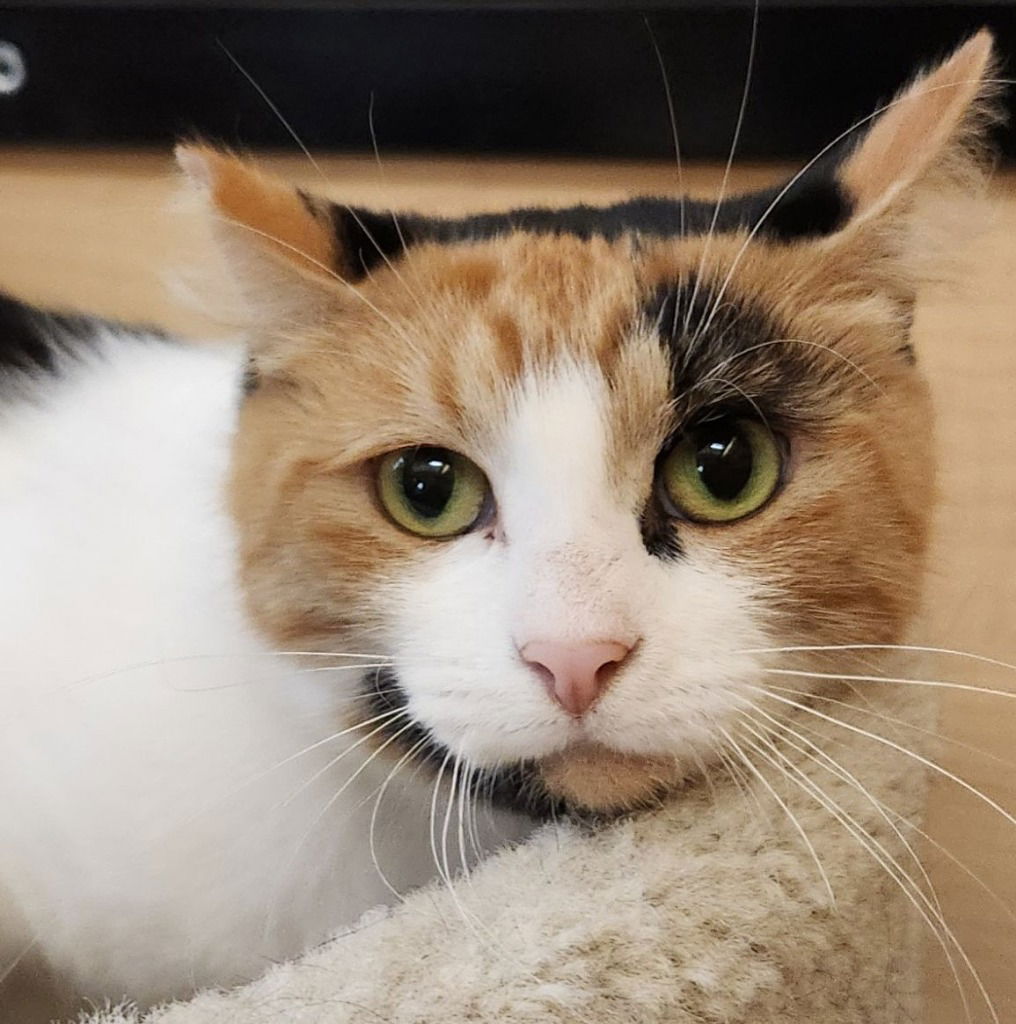 adoptable Cat in Battle Ground, WA named Zsa Zsa