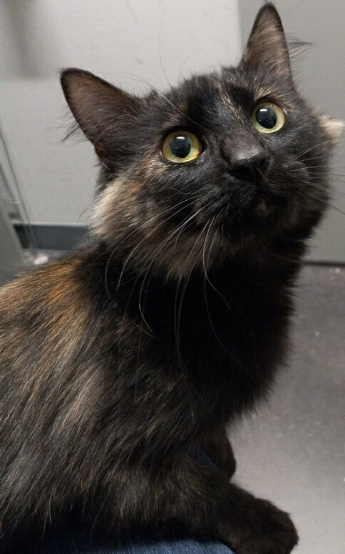 adoptable Cat in Battle Ground, WA named Sonya