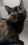 adoptable Cat in , WA named Sonya