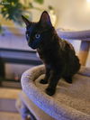 adoptable Cat in  named LW1 - Ralphie