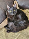 adoptable Cat in  named LW2 - Luna