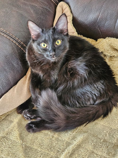 picture of the cat needing adoption