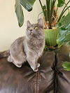 adoptable Cat in  named LW2 - Misty