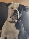 adoptable Dog in  named Bellatrix