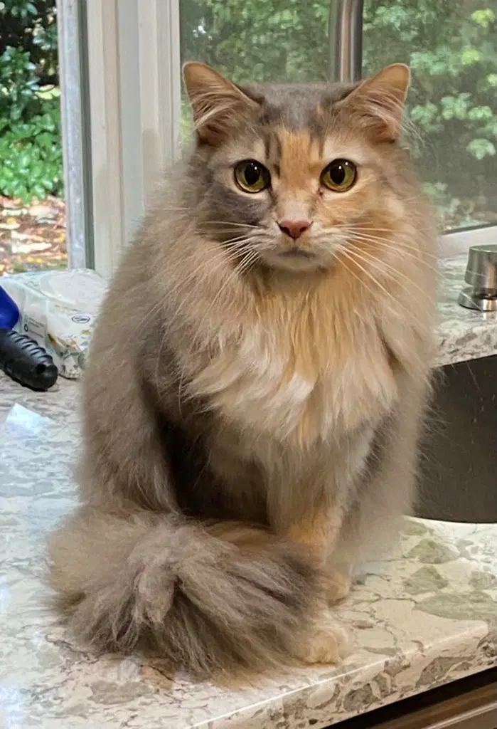 Ch - Lucy - Domestic Long Hair