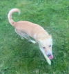 adoptable Dog in  named Shiloh