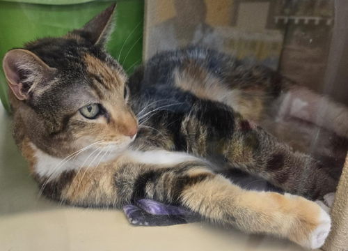 picture of the cat needing adoption