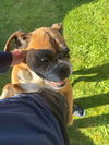 adoptable Dog in  named Kooka