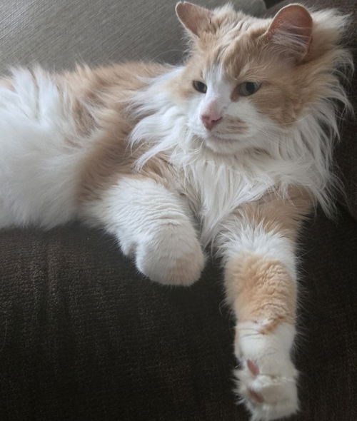 picture of the cat needing adoption