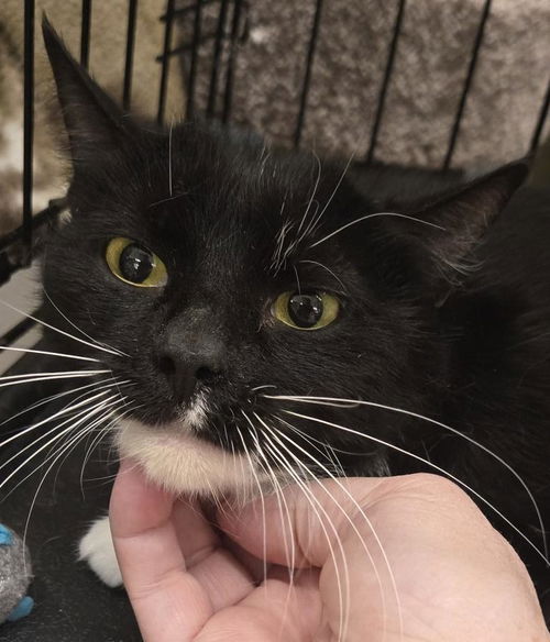picture of the cat needing adoption