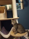 adoptable Cat in battle ground, WA named Cosette