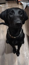 adoptable Dog in  named SADIE MAE