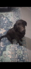 SADIE MAE - Photo 2
