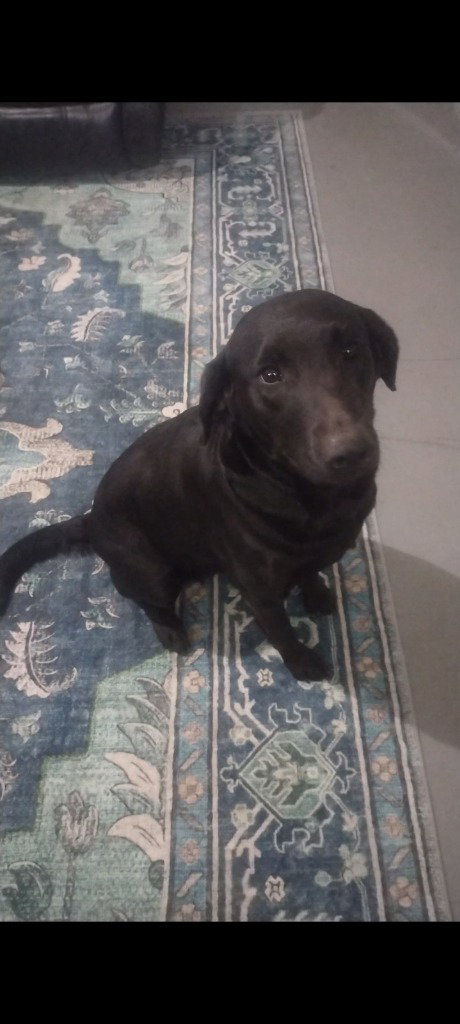 SADIE MAE - Black Labrador Retriever available for adoption