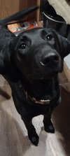 SADIE MAE - Photo 3