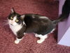 adoptable Cat in  named Sassy