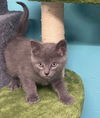 adoptable Cat in battle ground, WA named Cosmo