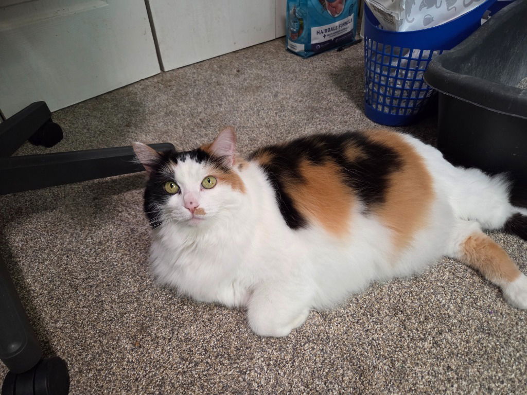 adoptable Cat in Battle Ground, WA named Cali