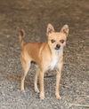 adoptable Dog in battle ground, WA named Chico (aka) Cheeto