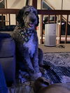 adoptable Dog in  named COOPER