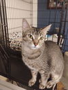 adoptable Cat in battle ground, WA named Cleo