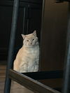 adoptable Cat in battle ground, WA named Chai