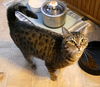 adoptable Cat in  named Henie