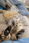 adoptable Cat in  named Zada