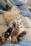 Zada - Photo 2
