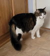 adoptable Cat in  named Biscuits