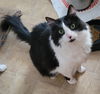 adoptable Cat in battle ground, WA named Gravy
