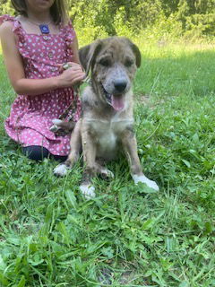 adoptable Dog in Battle Ground, WA named Cinnamon