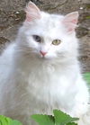 adoptable Cat in  named Angelica