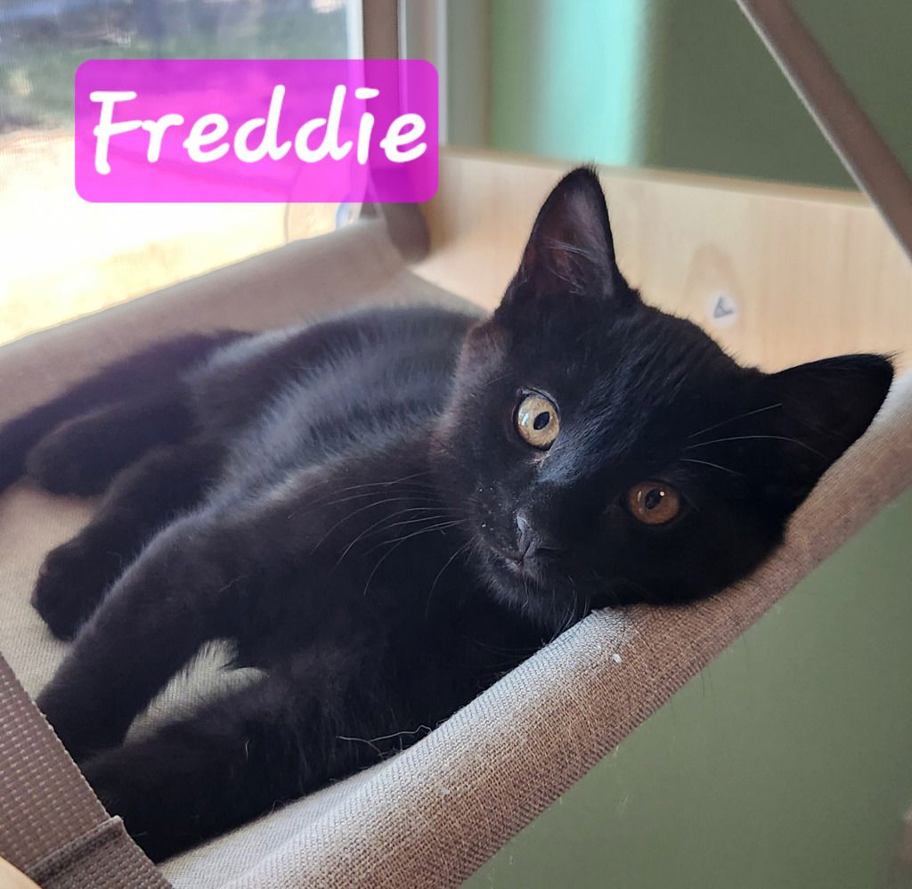 adoptable Cat in Battle Ground, WA named Freddie
