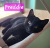 adoptable Cat in battle ground, WA named Freddie